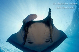 Mantaray with sun, San Benedicto Mexico by Alejandro Topete 